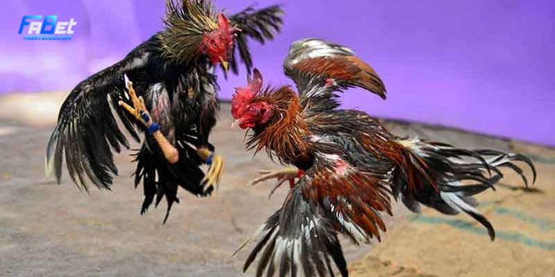 Cac-hinh-thuc-lua-chon