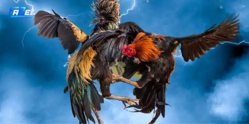 Cac-sanh-Fabet-an-khach