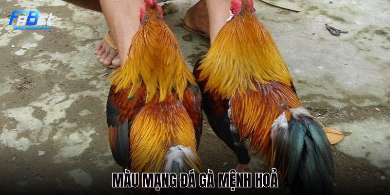 chien-ke-co-mang-hoa-loi-the-hon-khi-dau-voi-kim