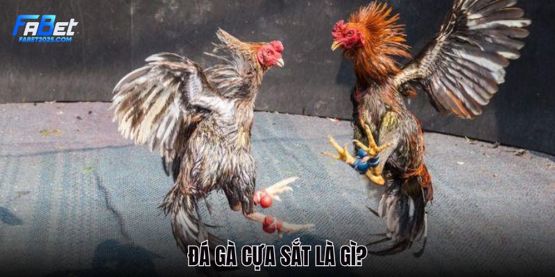 gioi-thieu-chi-tiet-da-ga-cua-sat