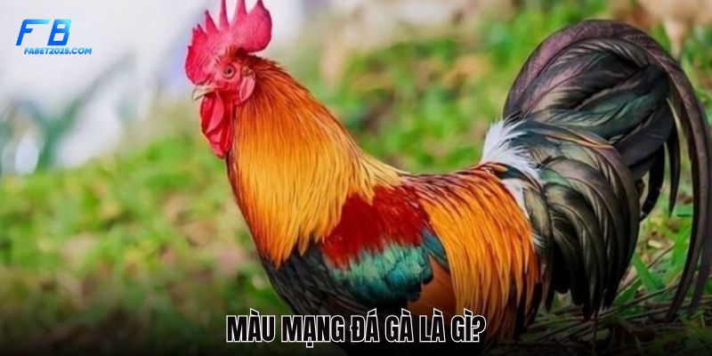 nhung-dieu-can-biet-ve-mau-mang-da-ga